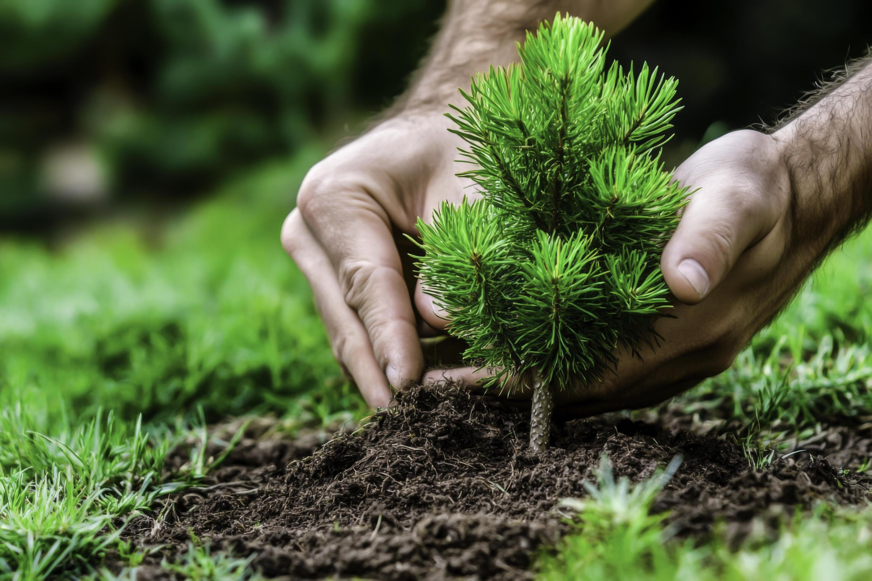 Plantation d'un jeune conifère